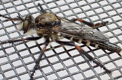 Cyrtopogon