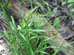 Carex formosa
