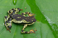 Atelopus spumarius