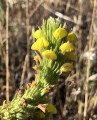 Castilleja lacera