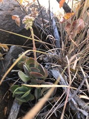 Crassula swaziensis