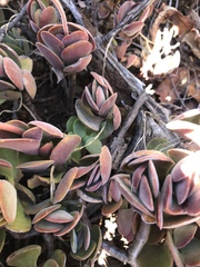 Crassula swaziensis