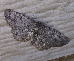 Aethalura intertexta