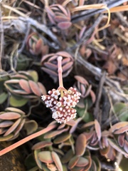 Crassula swaziensis
