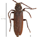 Pitted Longhorn Beetle - Photo (c) Kenneth Geisert, some rights reserved (CC BY-NC), uploaded by Kenneth Geisert