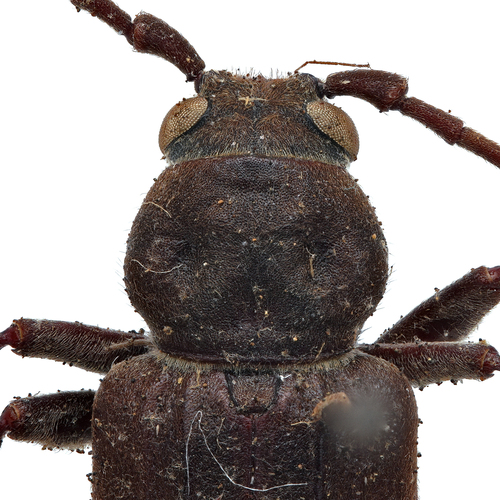 Pitted Longhorn Beetle