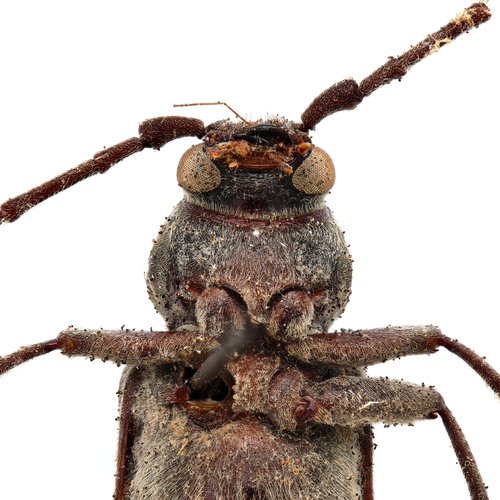 Pitted Longhorn Beetle