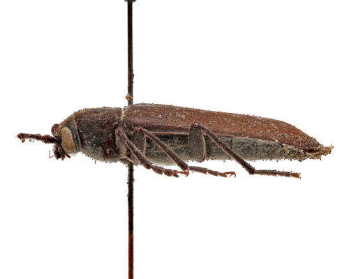 Pitted Longhorn Beetle