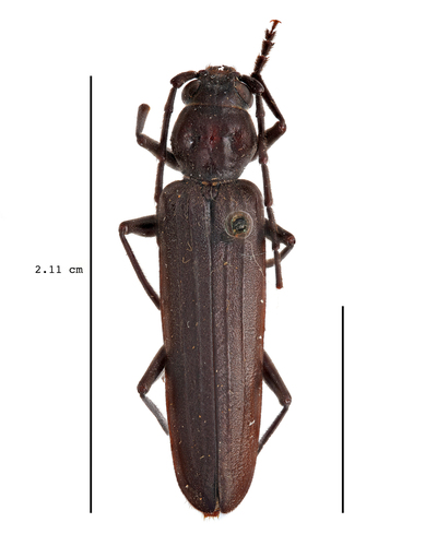New House Long-horned Beetle