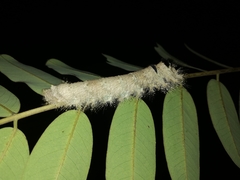 Lepidoptera