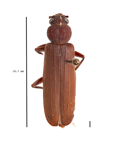 Representative image of Arhopalus rusticus