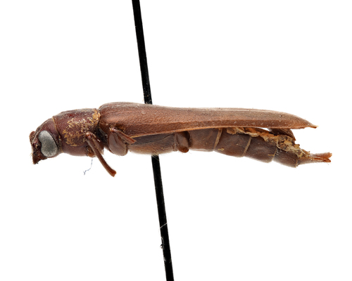 Rust Pine Borer, photo 2 of 10