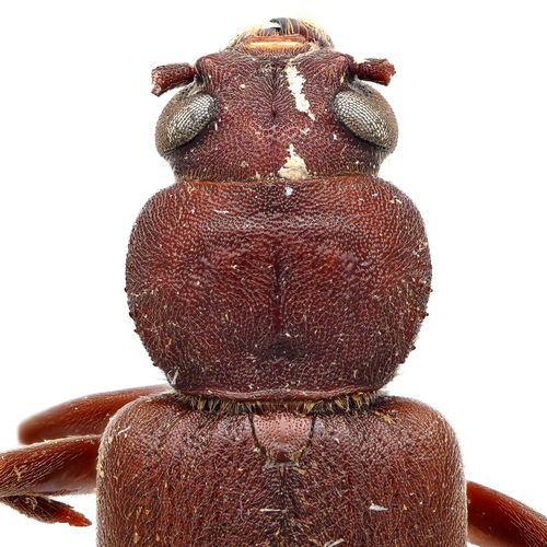 Rust Pine Borer, photo 3 of 10