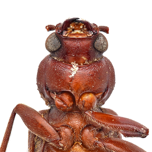 Rust Pine Borer, photo 4 of 10
