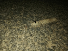 Lepidoptera