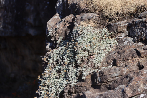 Rosette-leaf Everlasting (Helichrysum albirosulatum)