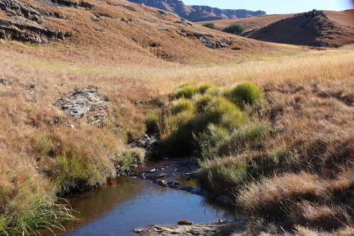 Berg Wire Grass (Merxmuellera macowanii)