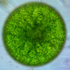 Eremosphaera viridis