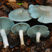 Clitocybe odora pacifica - Photo (c) Christian Schwarz, some rights reserved (CC BY-NC), uploaded by Christian Schwarz