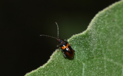 Systena variabilis