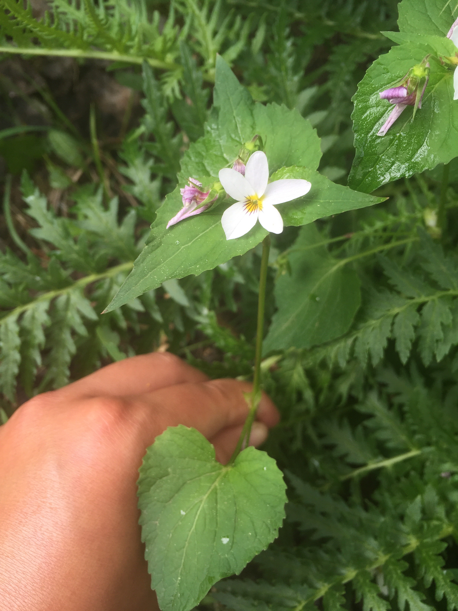 Viola canadensis var. scopulorum