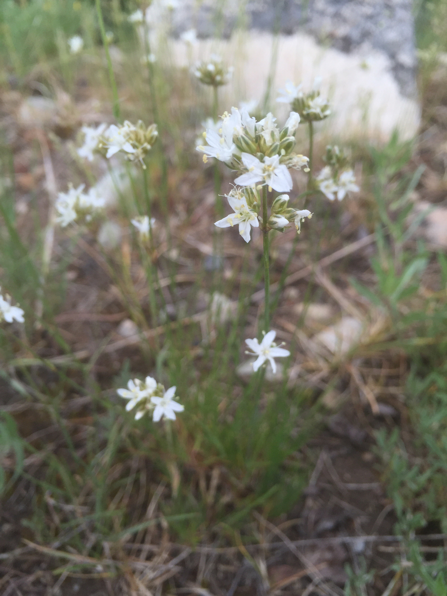 Eremogone congesta var. congesta