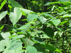 Amelanchier interior
