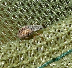 Malvapion malvae