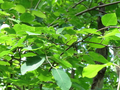 Amelanchier interior