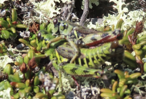 High Mountain Grasshopper
