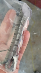 Lampropeltis alterna