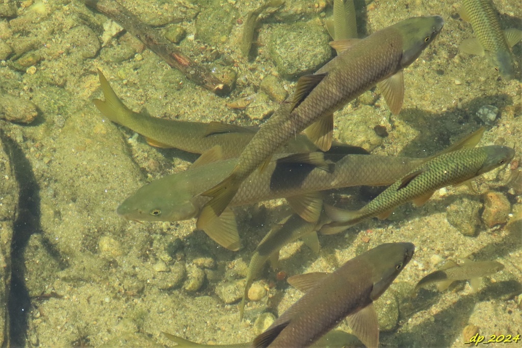 Iberian barbel (Luciobarbus bocagei) — Cyprinidae