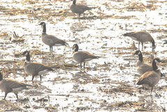 Branta hutchinsii leucopareia