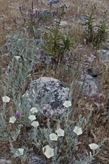 Calystegia malacophylla
