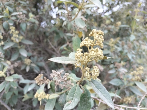 Buddleja parviflora (Buddleja parviflora)