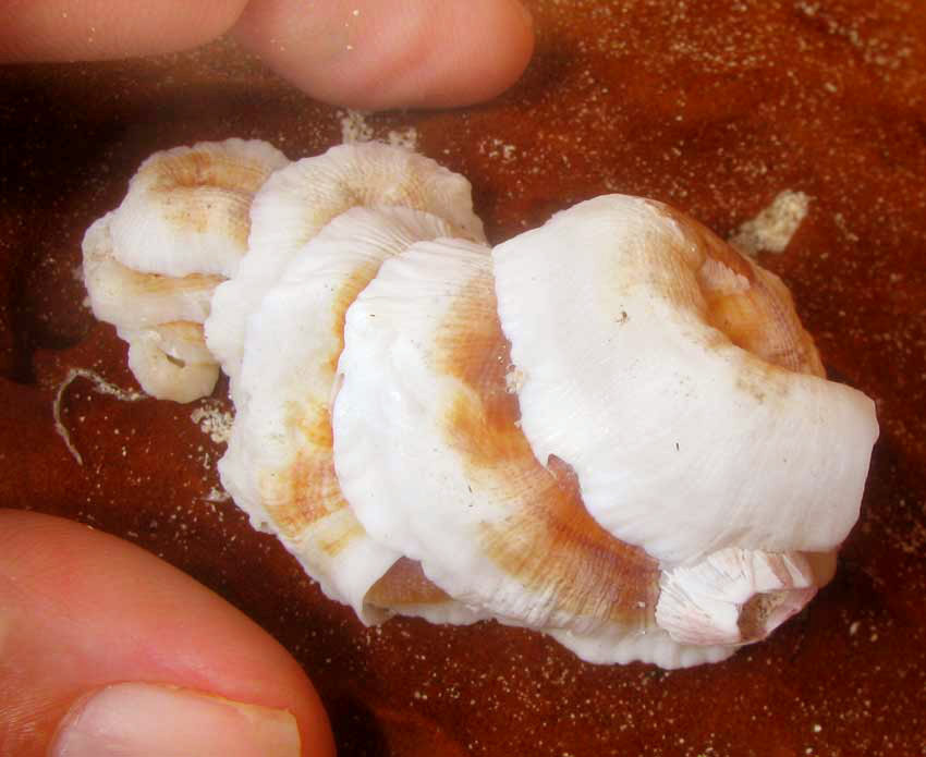 Marine worm snail