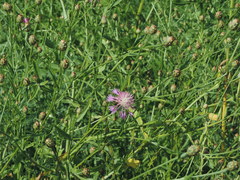 Centaurea diluta