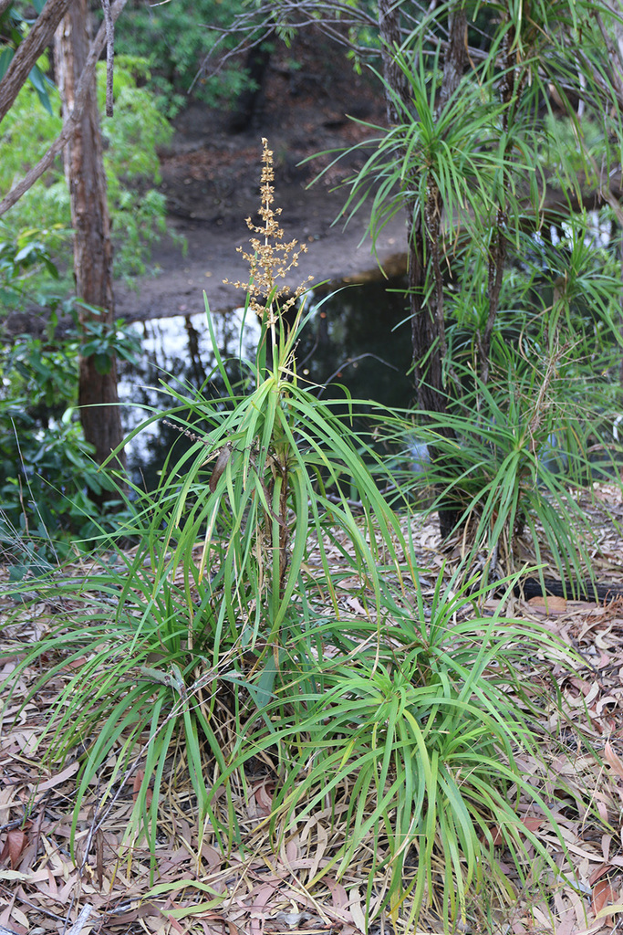 Lomandra banksii