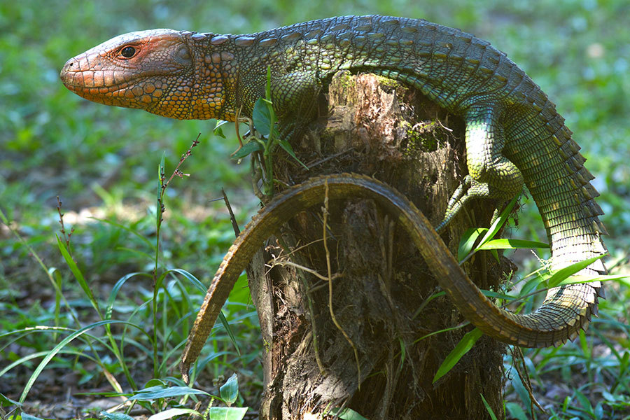 Northern Caiman Lizard (Dracaena guianensis)  iNaturalist