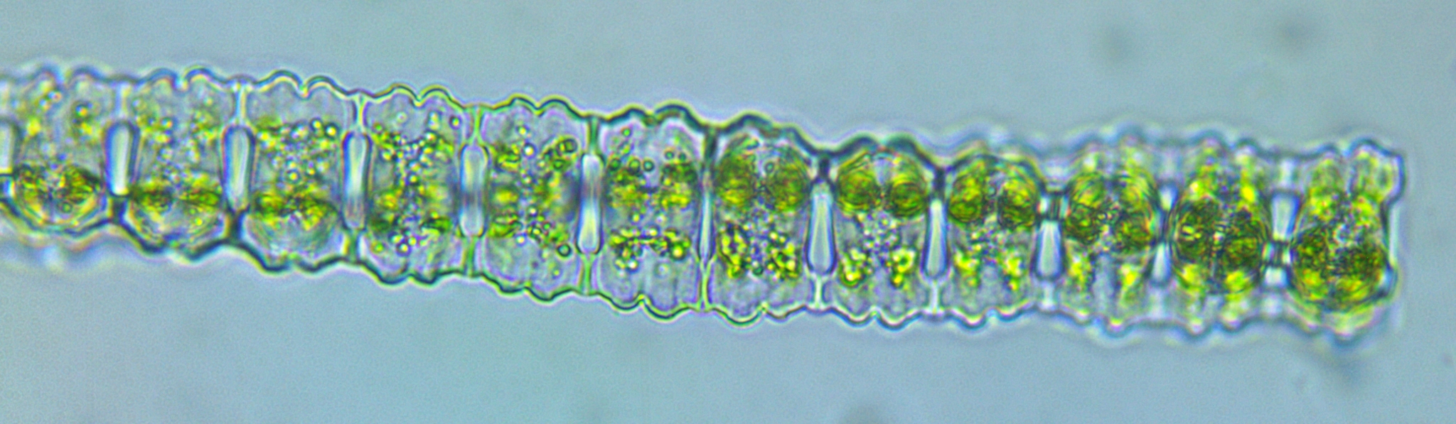 Desmidium aptogonum