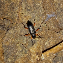 Strongylium erythrocephalum