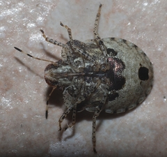 Dyroderes umbraculatus