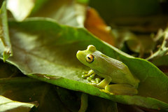 Boana cinerascens