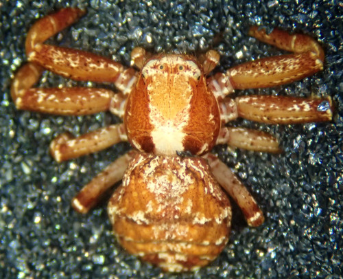 Xysticus locuples
