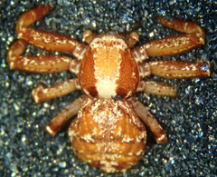 Xysticus locuples