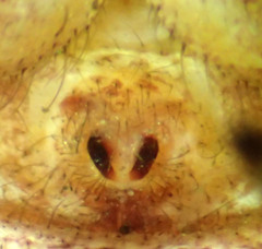 Xysticus locuples