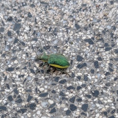Chlorophanus viridis