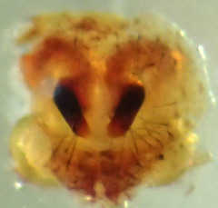 Xysticus locuples