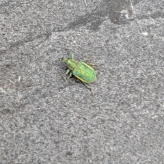 Chlorophanus viridis