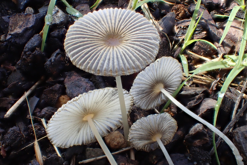 Parasola lilatinctoides